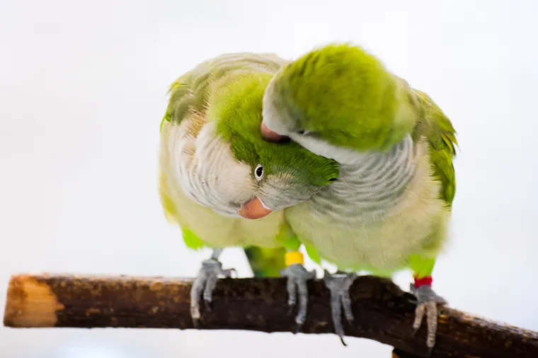 オキナインコのカップル