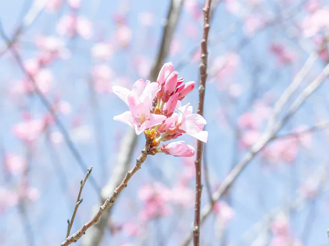 咲き始めた桜