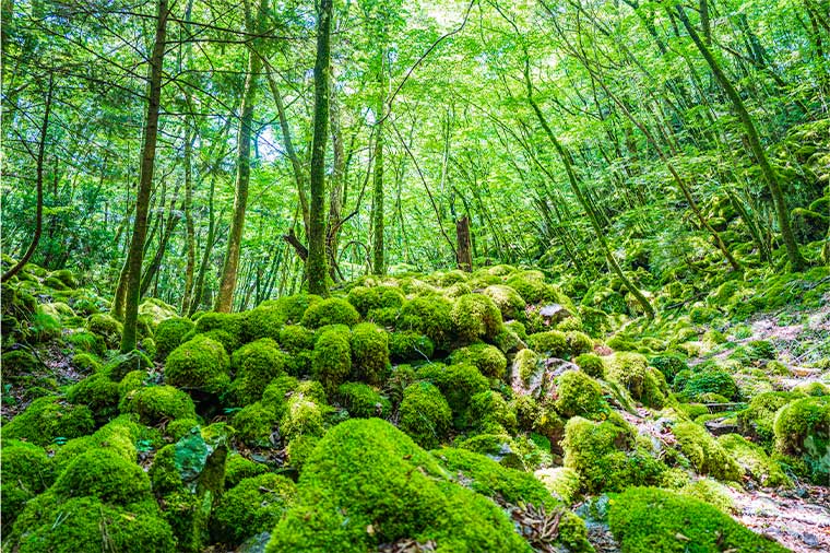 日本の自然のイメージ
