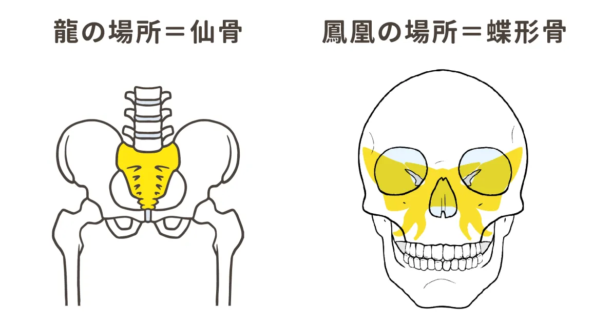 仙骨と蝶形骨