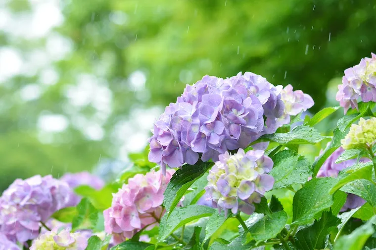 雨と紫陽花